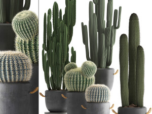 collection of exotic cactus plants 411 Modelo 3D