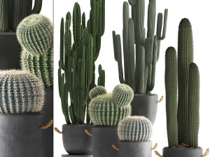 коллекция экзотических кактусов 411 3D Модель