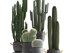 collection of exotic cactus plants 411 3D Model