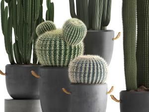 collection of exotic cactus plants 411 3D Model