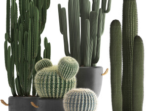collection of exotic cactus plants 411 3D Model