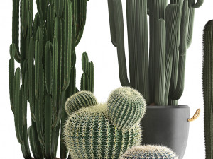 collection of exotic cactus plants 411 3D Model