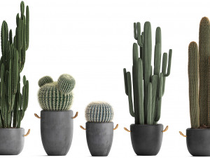 collection of exotic cactus plants 411 3D Model