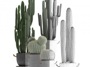 collection of exotic cactus plants 411 3D Model