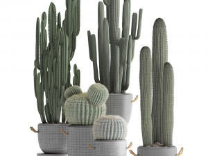 collection of exotic cactus plants 411 3D Model
