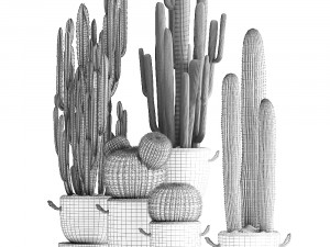 collection of exotic cactus plants 411 3D Model