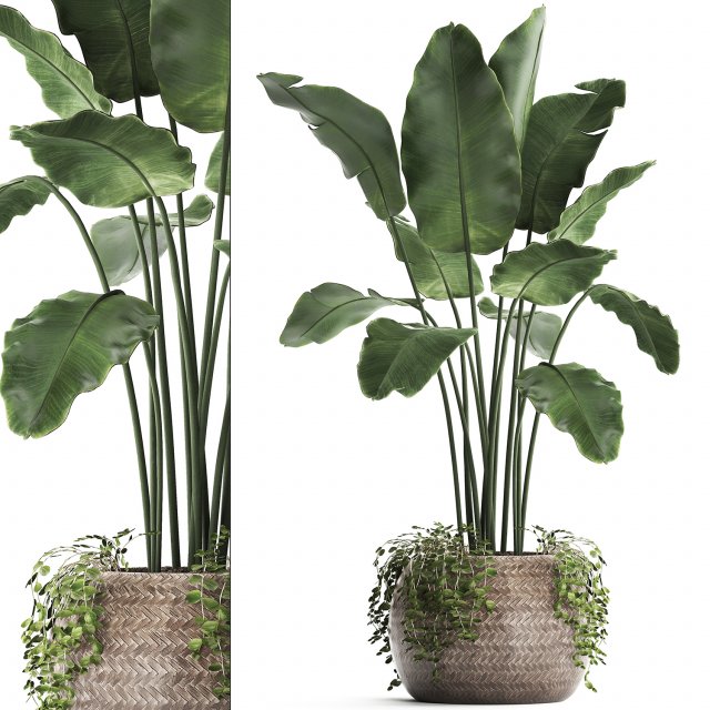 collection of exotic plants 412 3D 模型 .c4d .max .obj .3ds .fbx .stl .blend 