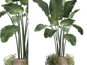 collection of exotic plants 412 3D Model