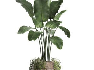 collection of exotic plants 412 3D 模型