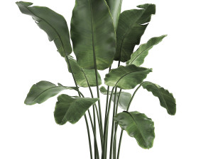collection of exotic plants 412 3D 模型
