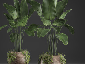 collection of exotic plants 412 3D 模型