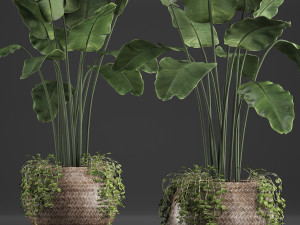 collection of exotic plants 412 3D 模型