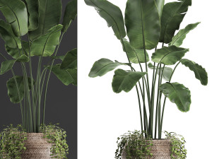 collection of exotic plants 412 3D 模型