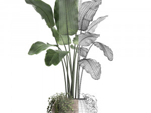 collection of exotic plants 412 3D 模型