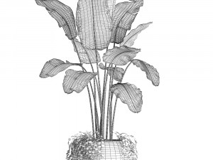 collection of exotic plants 412 3D 模型