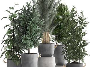 collection of exotic plants 413 Modèle 3D