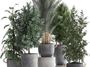 coleção de plantas exóticas 413 Modelo 3D