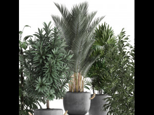 collection of exotic plants 413 Modelo 3D