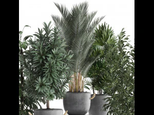 collection of exotic plants 413 3D Model