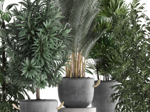 collection of exotic plants 413 Modelo 3D