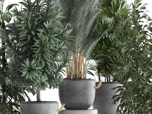 collection of exotic plants 413 3D Model