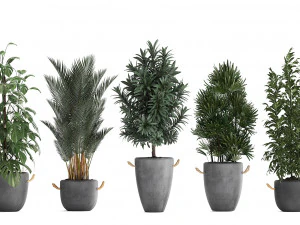 collection of exotic plants 413 3D Model