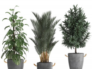collection of exotic plants 413 Modelo 3D