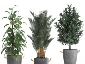 collection of exotic plants 413 3D Model