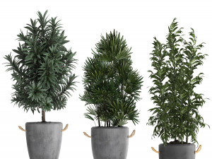 collection of exotic plants 413 Modelo 3D