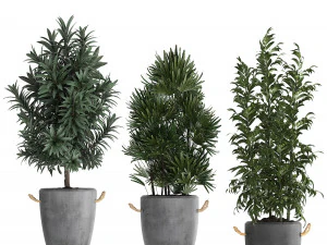 collection of exotic plants 413 3D Model