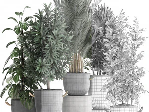 collection of exotic plants 413 3D Model
