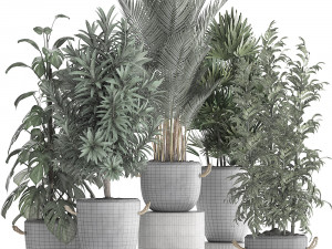 collection of exotic plants 413 Modelo 3D