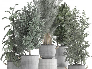 collection of exotic plants 413 3D Model