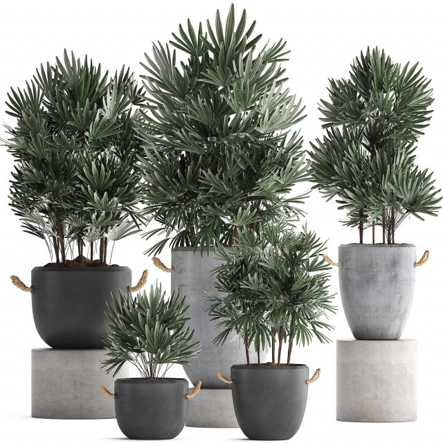 collection of exotic palm trees in concrete pots 414 Modello 3D .c4d .max .obj .3ds .fbx .stl .blend 