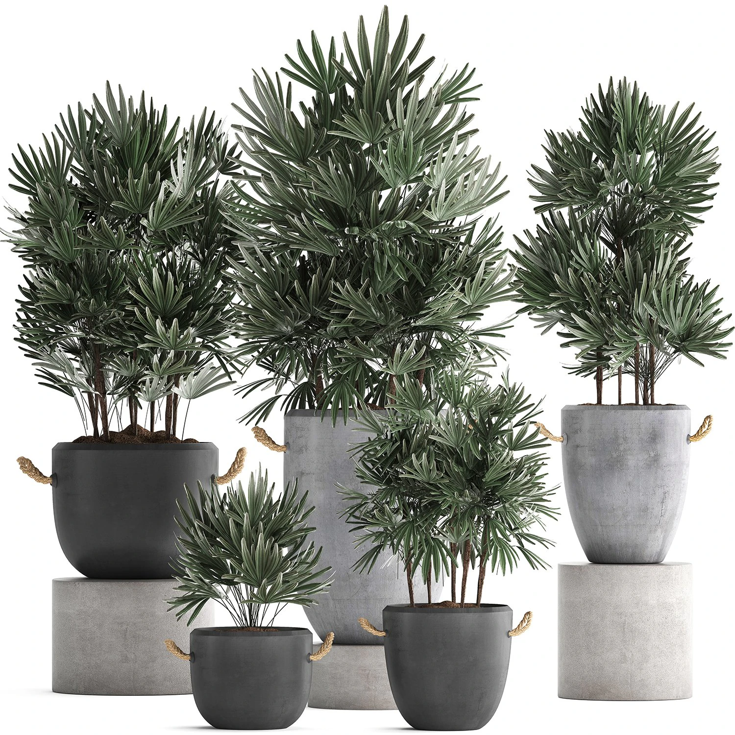 collection of exotic palm trees in concrete pots 414 3D Model .c4d .max .obj .3ds .fbx .stl .blend 