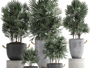 collection of exotic palm trees in concrete pots 414 3D Model