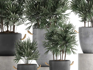 collection of exotic palm trees in concrete pots 414 3D Model