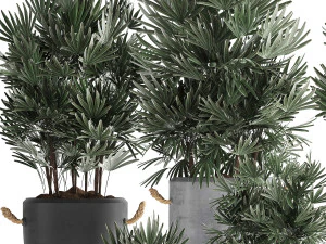 collection of exotic palm trees in concrete pots 414 3D Model