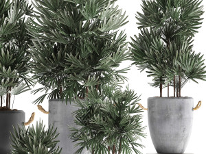 collection of exotic palm trees in concrete pots 414 Modello 3D