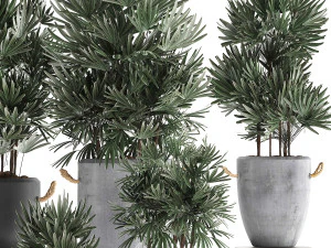 collection of exotic palm trees in concrete pots 414 3D Model