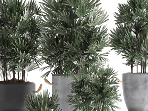 collection of exotic palm trees in concrete pots 414 3D Model