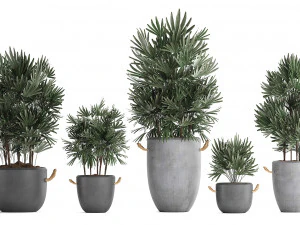 collection of exotic palm trees in concrete pots 414 3D Model