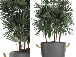 collection of exotic palm trees in concrete pots 414 Modello 3D