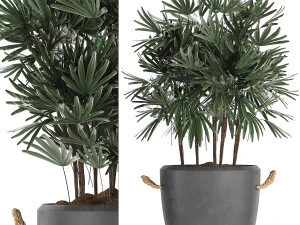 collection of exotic palm trees in concrete pots 414 3D Model