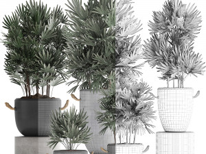 collection of exotic palm trees in concrete pots 414 Modello 3D