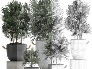 collection of exotic palm trees in concrete pots 414 3D Model