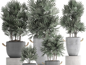 collection of exotic palm trees in concrete pots 414 Modello 3D
