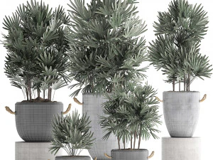 collection of exotic palm trees in concrete pots 414 3D Model