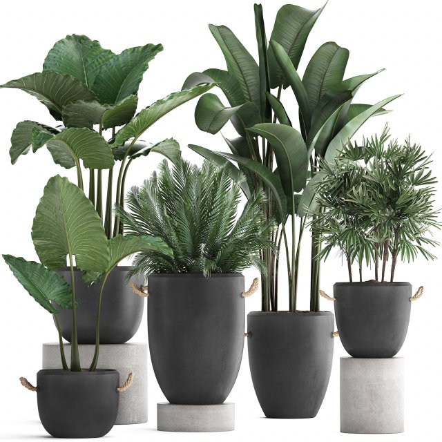 collection of exotic palm trees in concrete pots 415 3D मॉडल .c4d .max .obj .3ds .fbx .stl .blend 
