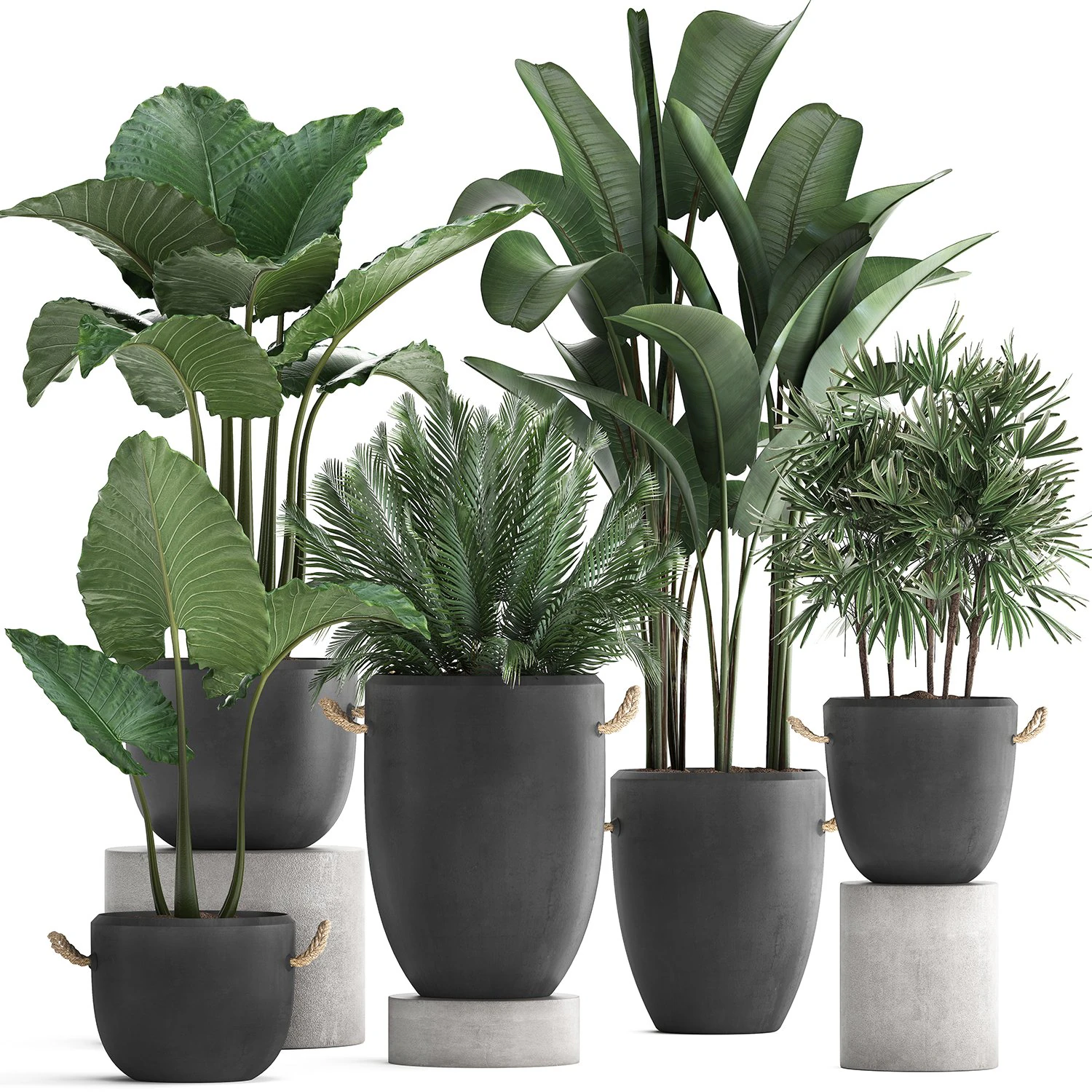 collection of exotic palm trees in concrete pots 415 3D Model .c4d .max .obj .3ds .fbx .stl .blend 